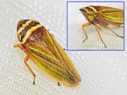 Réf. 346 309 : Aphrodes sp.